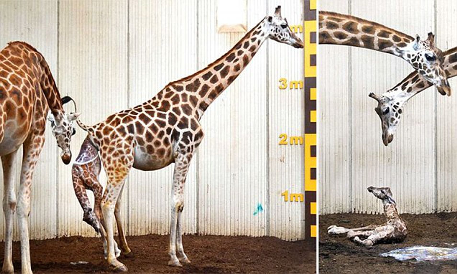 Как рожают жирафы. Рождение жирафа. Беременные Жирафы. 4 Жирафа.