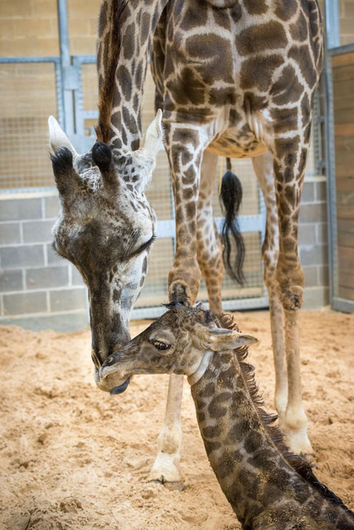 Как рожают жирафы. Жираф зоопарк Хьюстон. Рождение жирафа. Беременный Жираф. Детеныш жирафа.
