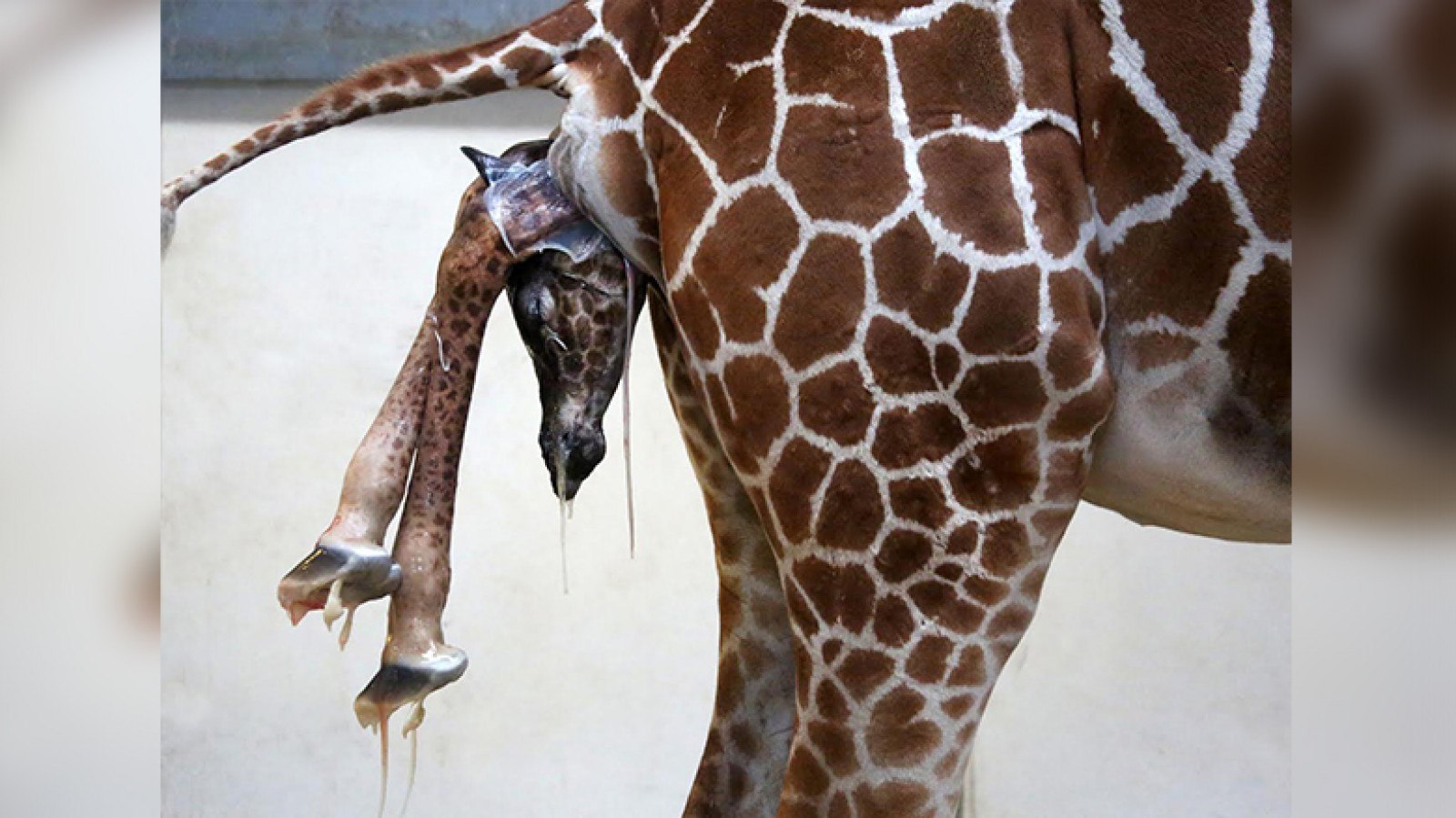Как рожают жирафы. Рождение жирафа. Самка жирафа. Самый большой Жираф. Новорожденный Жираф.