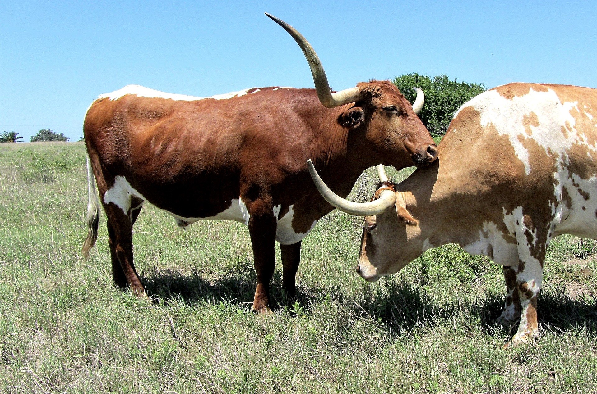 Крс что это такое. Крупный рогатый скот (КРС). Коровы быки крупный рогатый скот. Корова и бык. Корова скот.