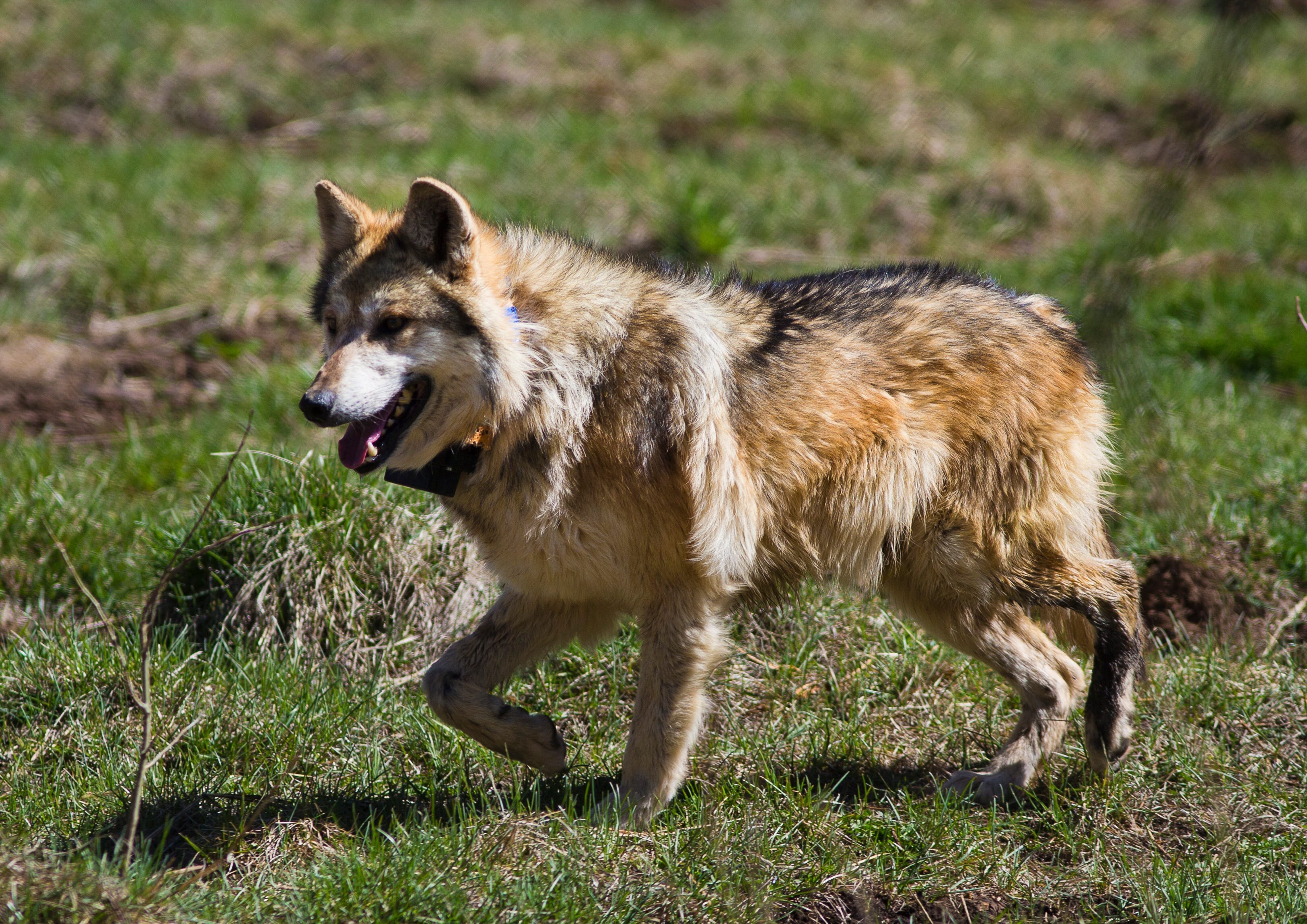 Тайцы волк. Мосбахский волк. Волчья собака Куньмин. Пятнистый волк.