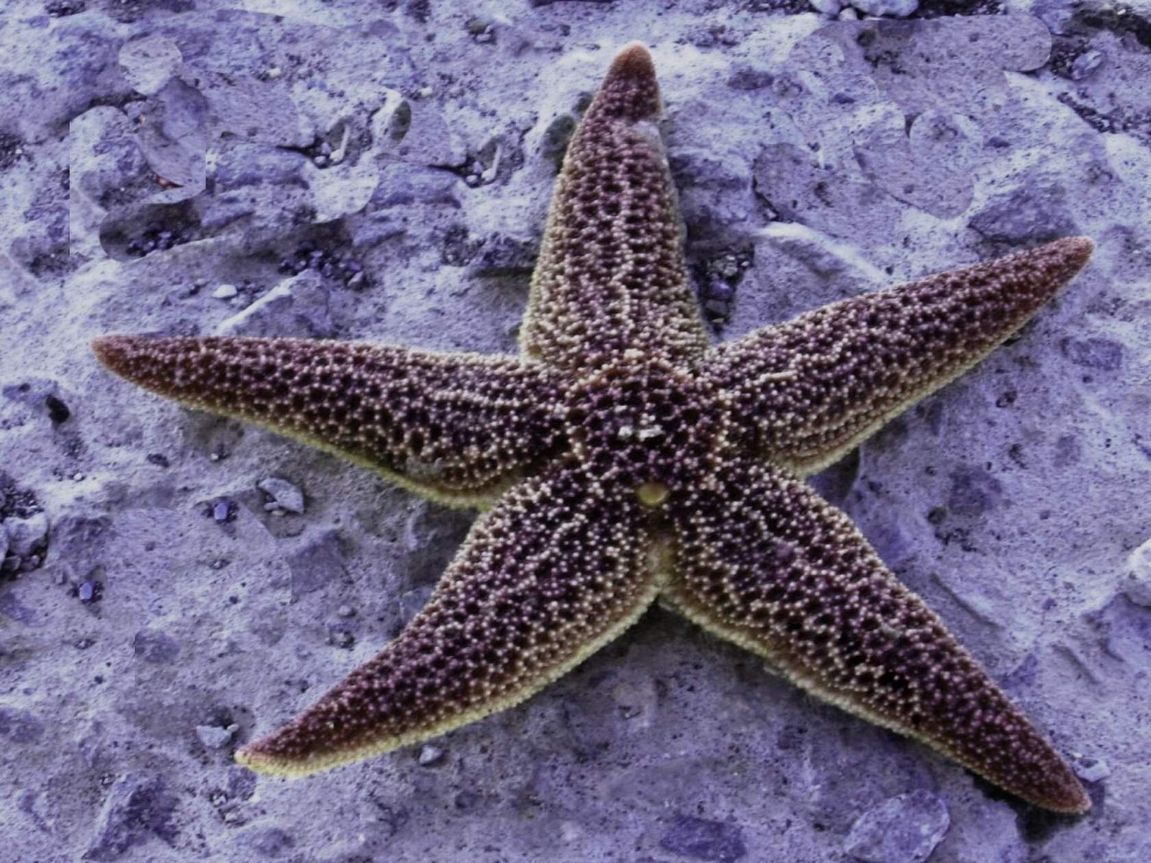 Морские звезды в каких морях. Солястер морская звезда. Иглокожие морские звезды. Морская звезда Эвастерия. Морская звезда Кабардинка.
