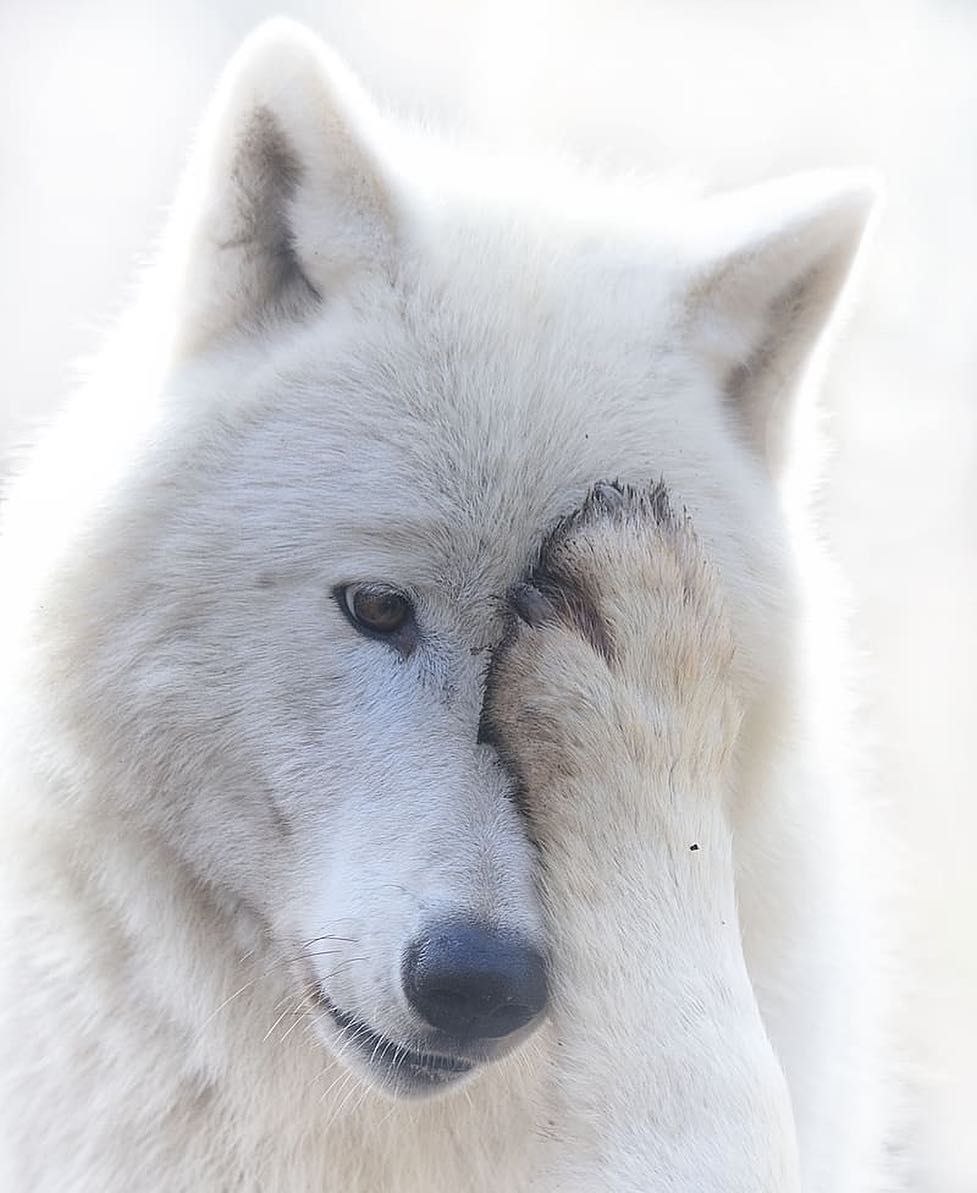 Белый волк морда