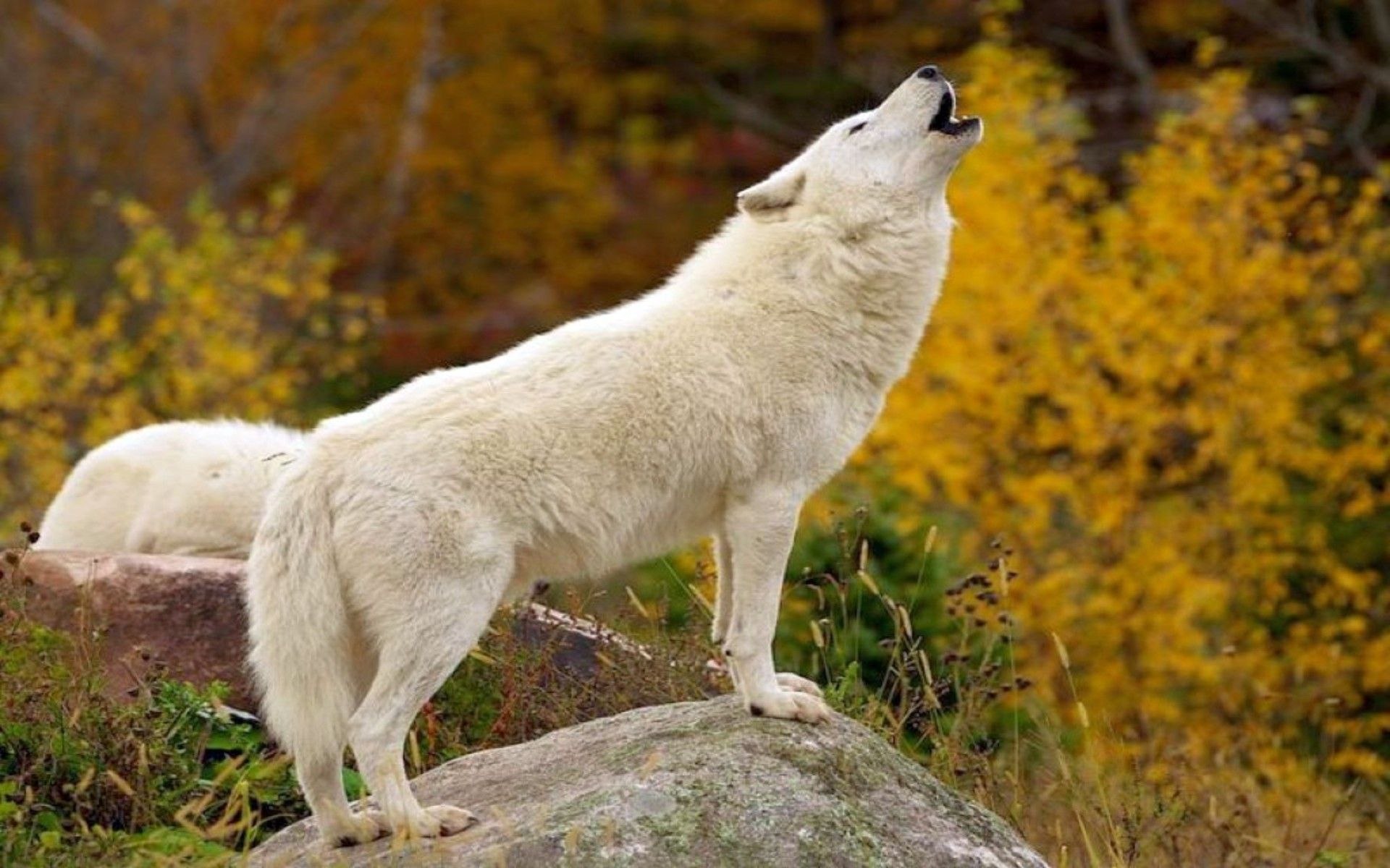 Белая Волчица