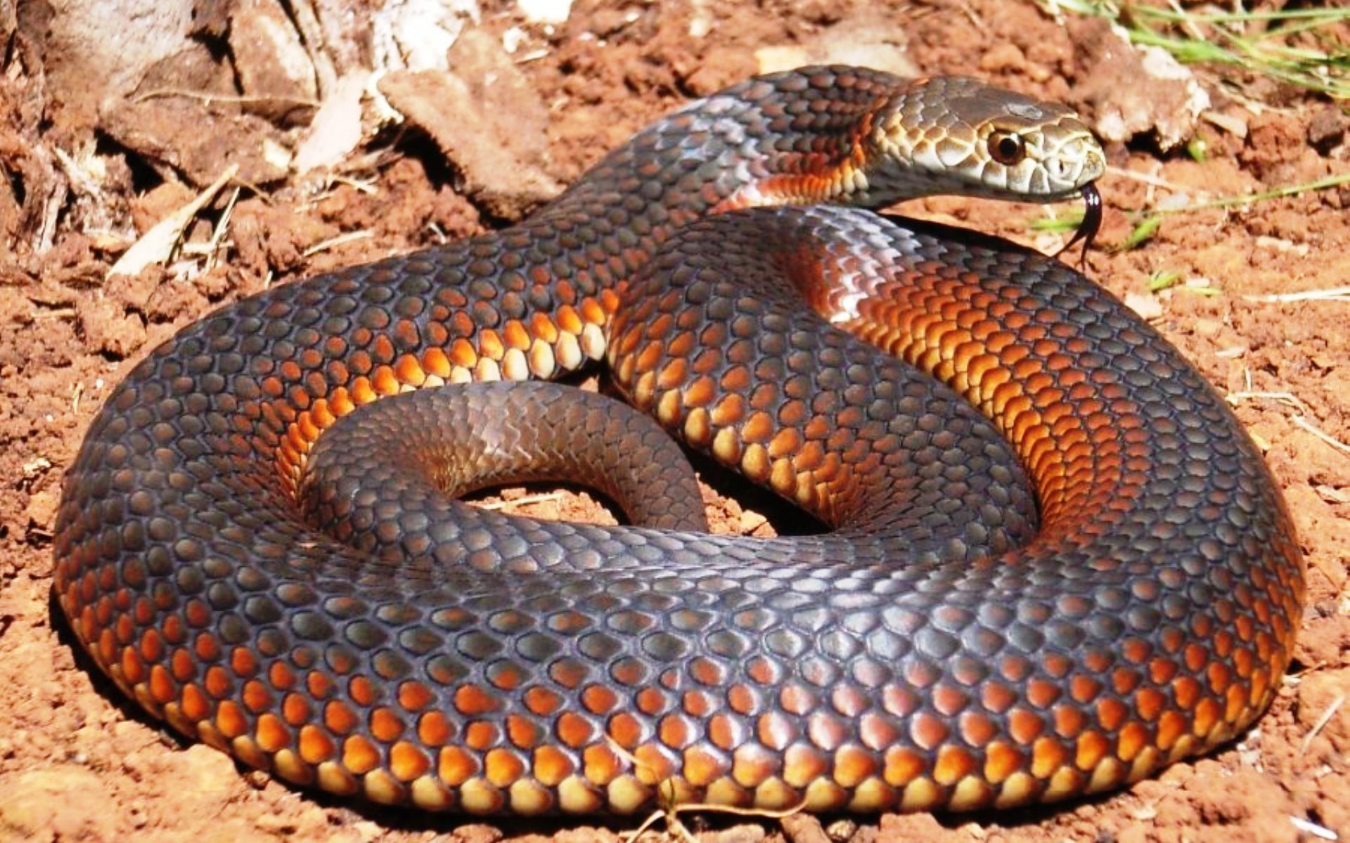 Самые ядовитые змеи фото. Мулга змея коричневый Король. Мулга змея. Австралийская мулга. Тигровая гадюка.