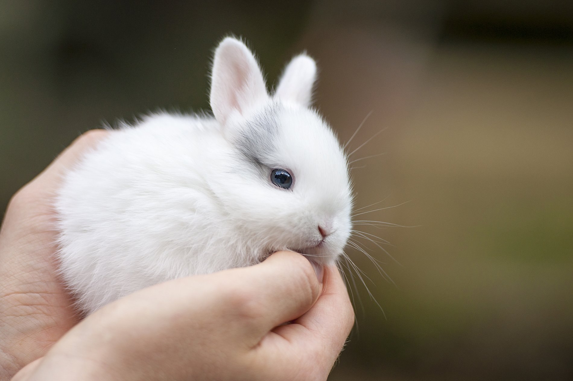 Сколько стоят зайки. Карликовый кролик гермелин. Карликовый кролик белый. Карликовый Русак кролик. Карликовый Русак декоративный кролик.