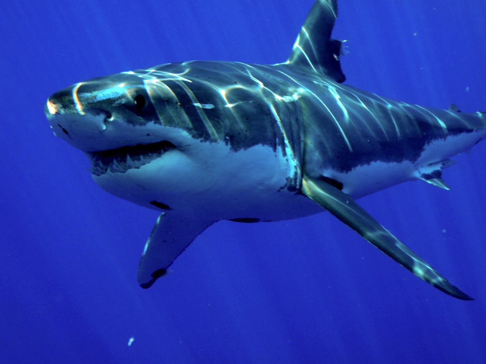Большая морская акула. Черноперая акула. Красное море акулы МЕГАЛОДОН. Голубая рифовая акула. Акула мако в Красном море.