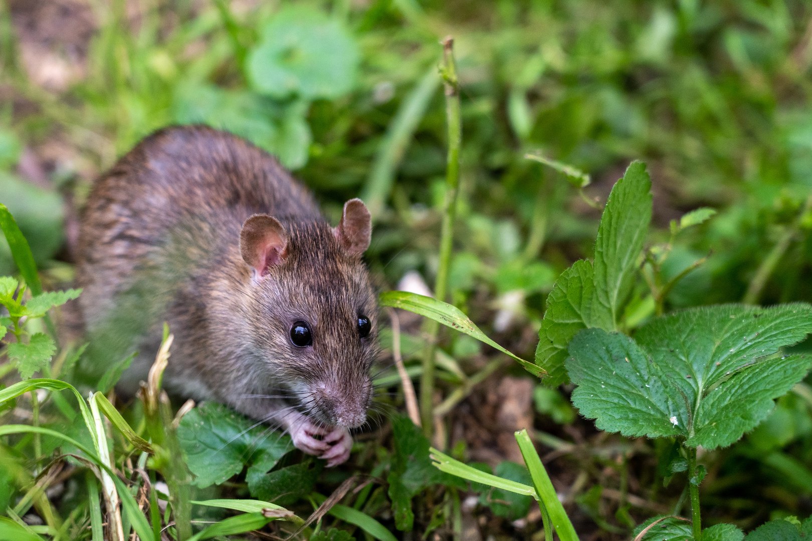 Водяная крыса в огороде фото и меры борьбы