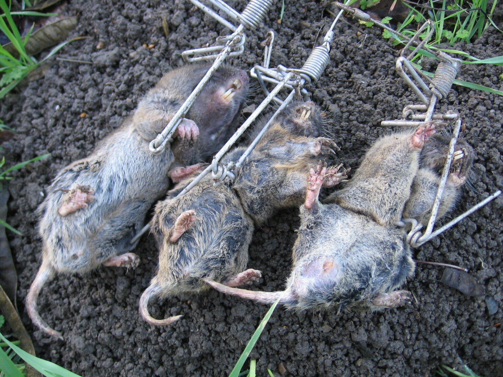 Мыши в огороде. Земляная крыса карбыш. Слепыш-карбыш. Крыса землеройка. Земляная крыса в огороде.