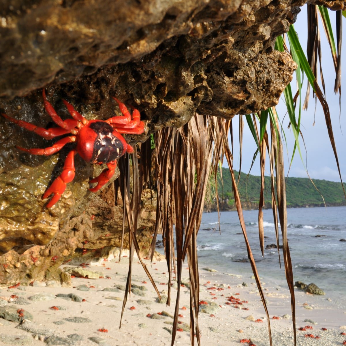 Spider island. Красный мангровый краб миграция. Красный краб индийский океан. Остров пауков Айтолико. Айтолико Греция остров паук.