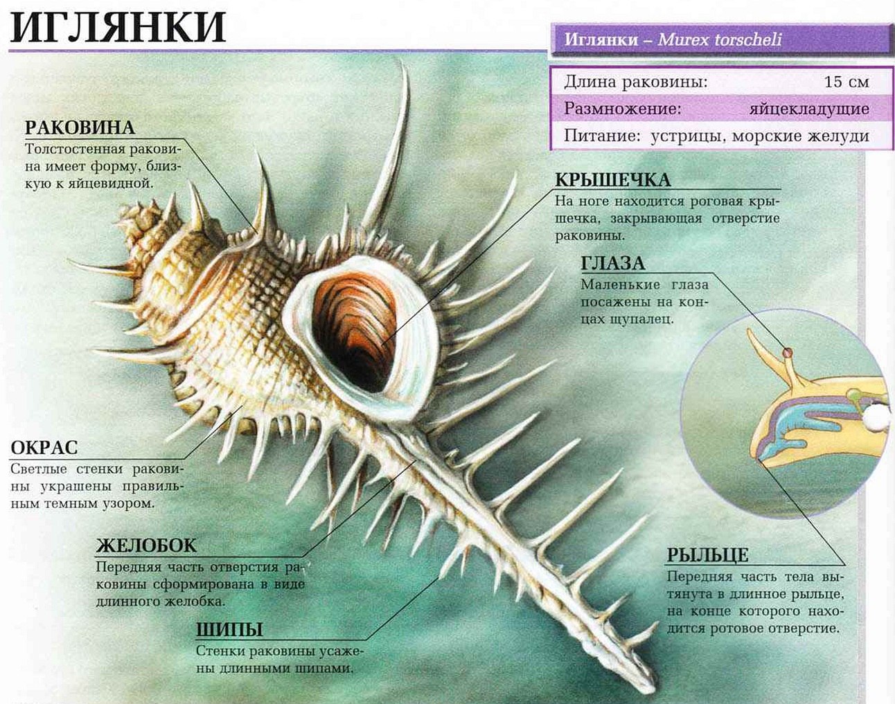 Моллюск иглянка фото