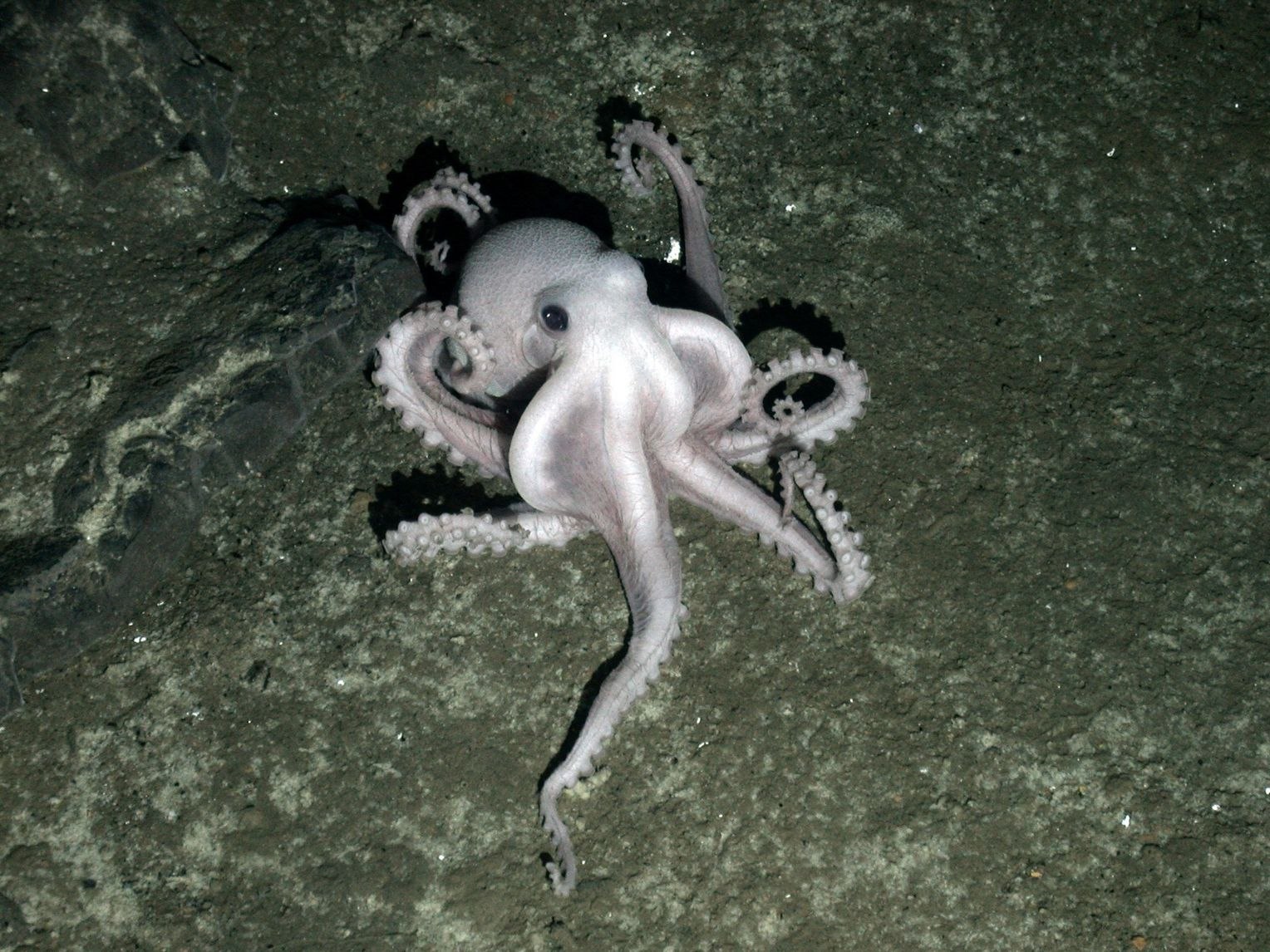 Самые таинственные животные. Осьминог альбинос. Безглазый глубоководный осьминог. Белый осьминог. Неопознанный осьминог.
