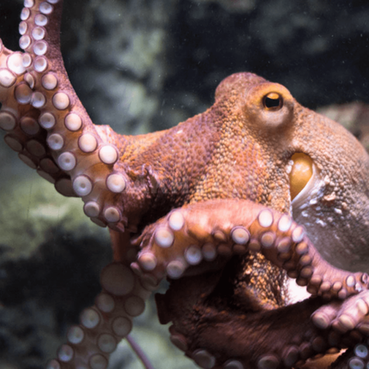 Головоногие голова. Головоногие моллюски осьминог. Головоногий моллюск Октопус. Длиннощупальцевый Спрут. Спрут головоногий.