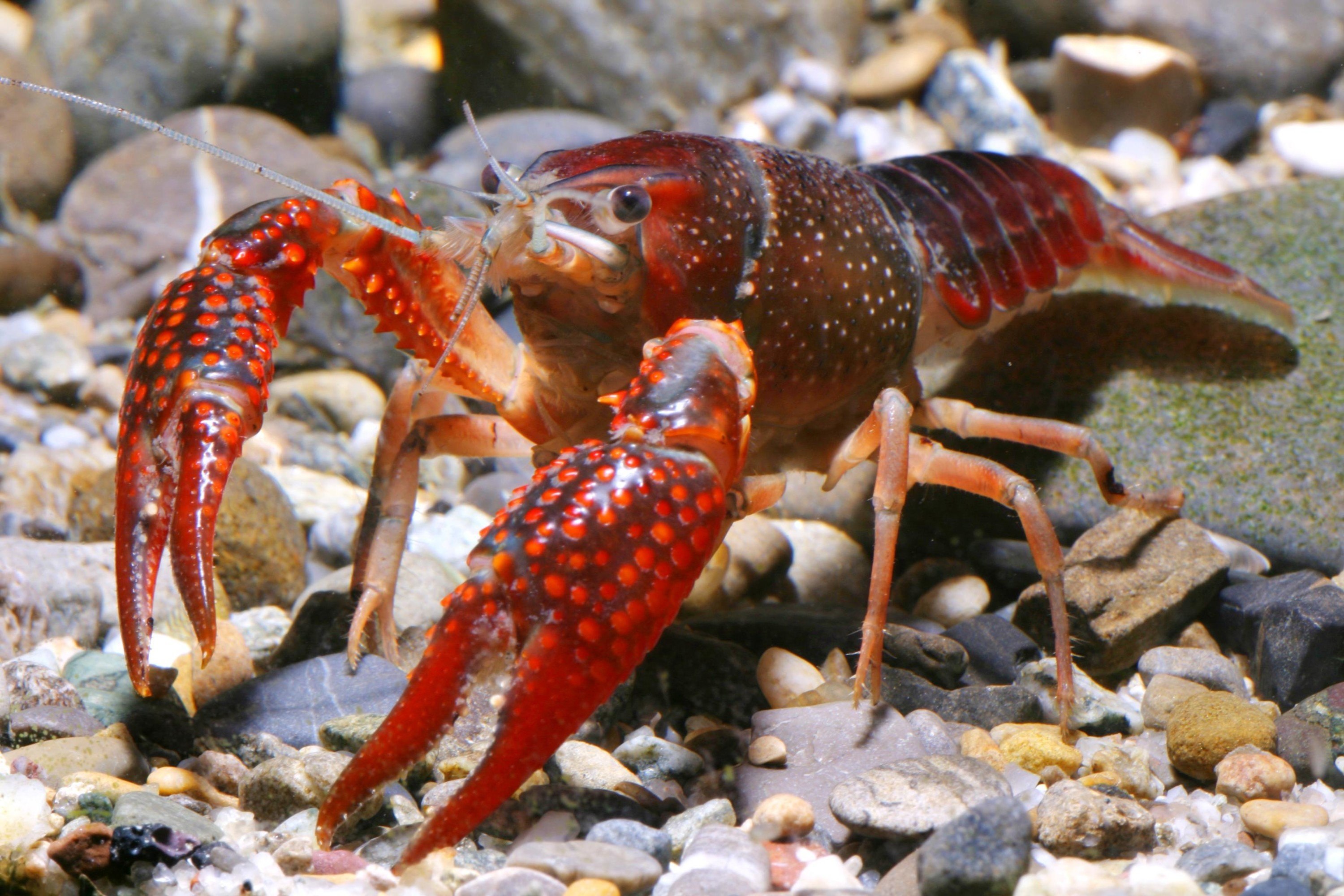 Большие красные раки. Флоридский краб. Флоридский лангуст. Procambarus clarkii. Калифорнийский красный краб.