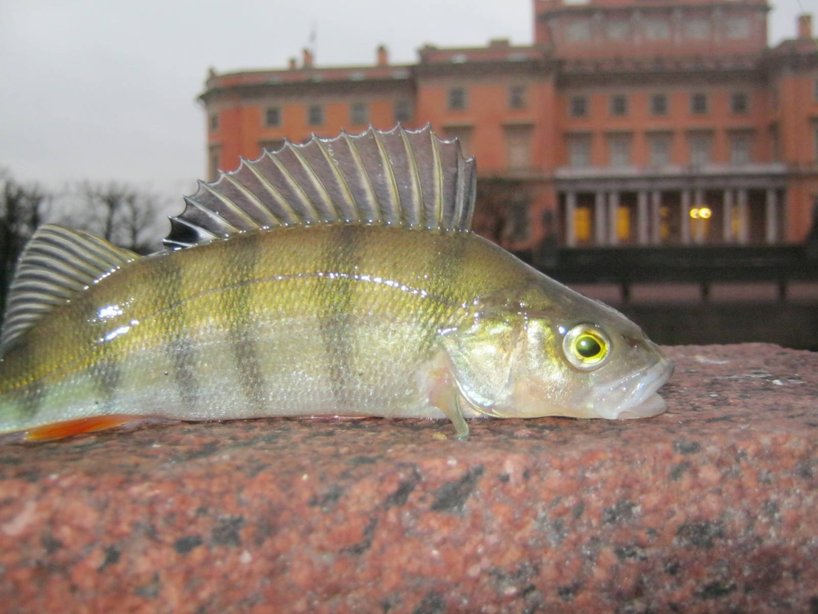 Павлиний окунь фото