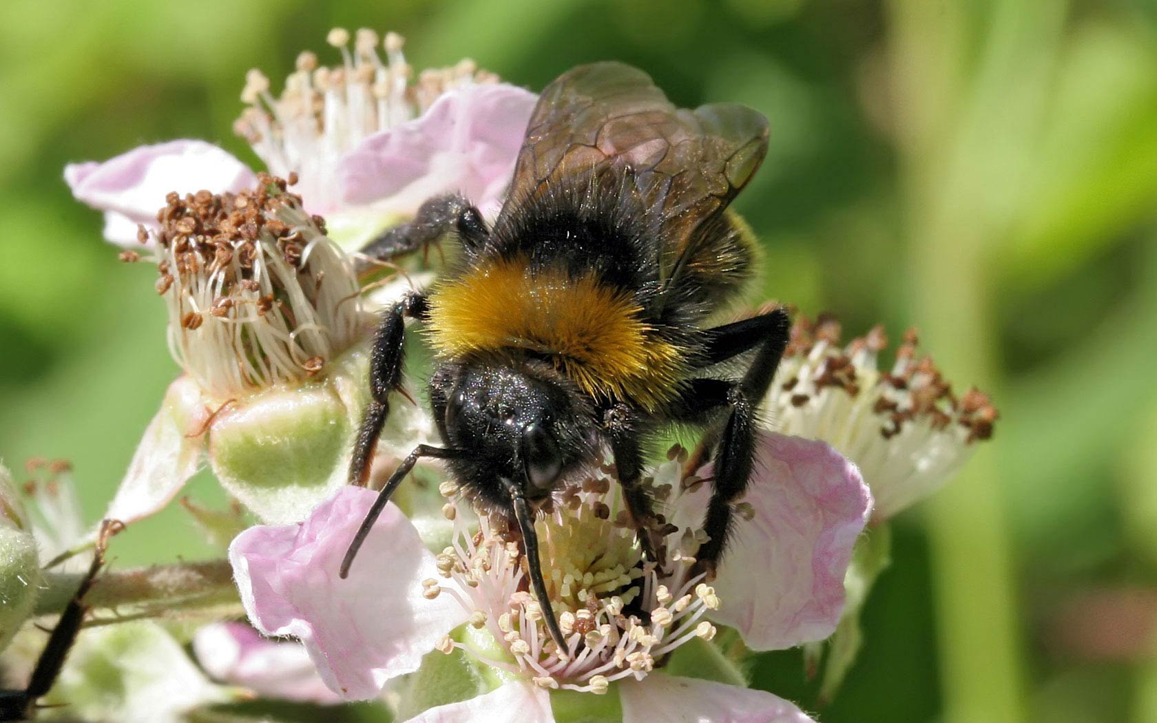 Нектар фото. Гималайская медоносная пчела. Пчелы медоносные насекомые. Медоносные цветы для пчел. Гречишный мёд пчела.