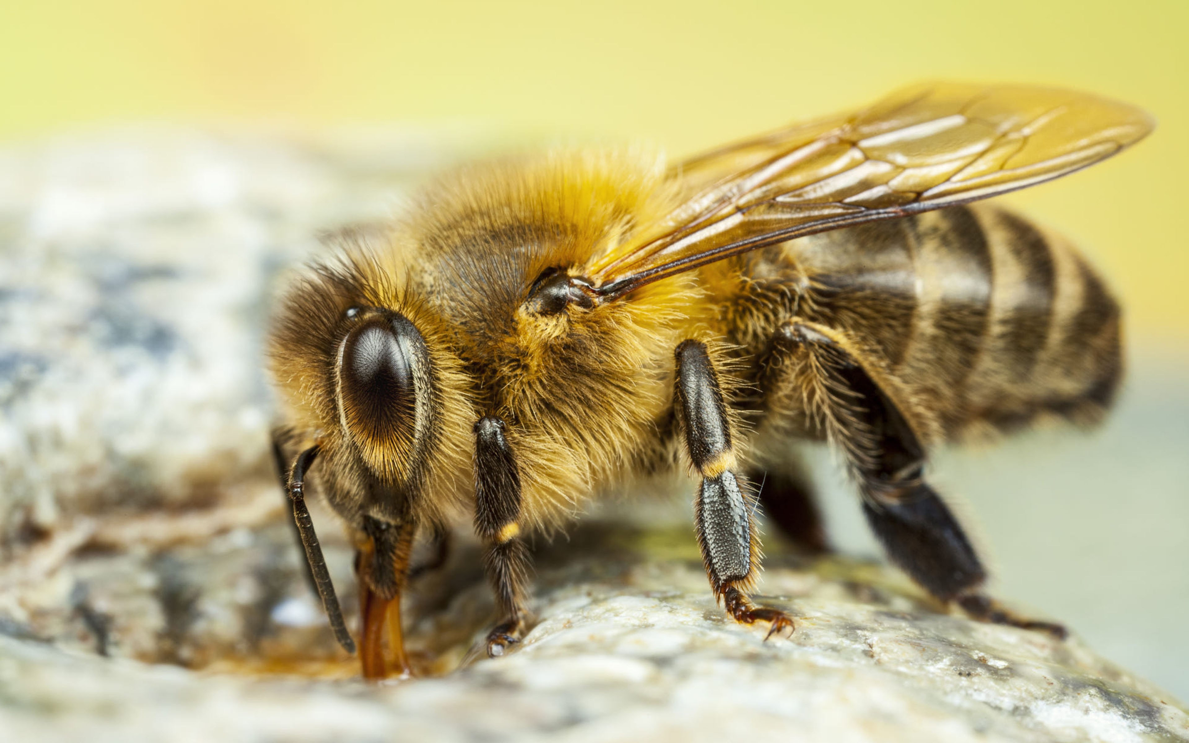 Окраска тела пчелы. Медоносная пчела. Медоносная пчела. Пчеловодство. Пчела мохнатоногая. Капская медоносная пчела.