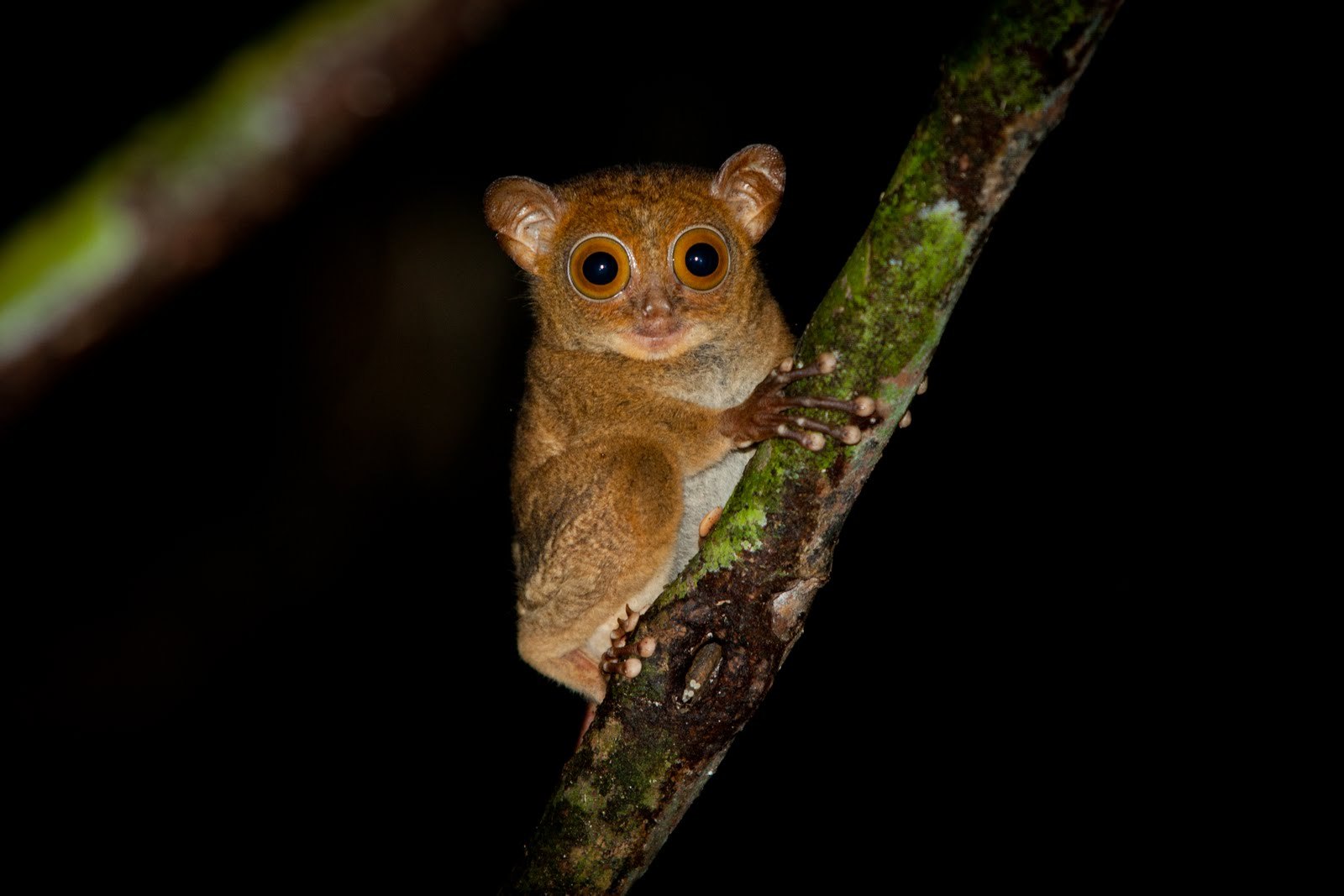 Долгопят.  Долгопят Диана (Tarsius dentatus). Tarsius pumilus (карликовый долгопят);. Полуобезьяна долгопят. Суматранский долгопят.