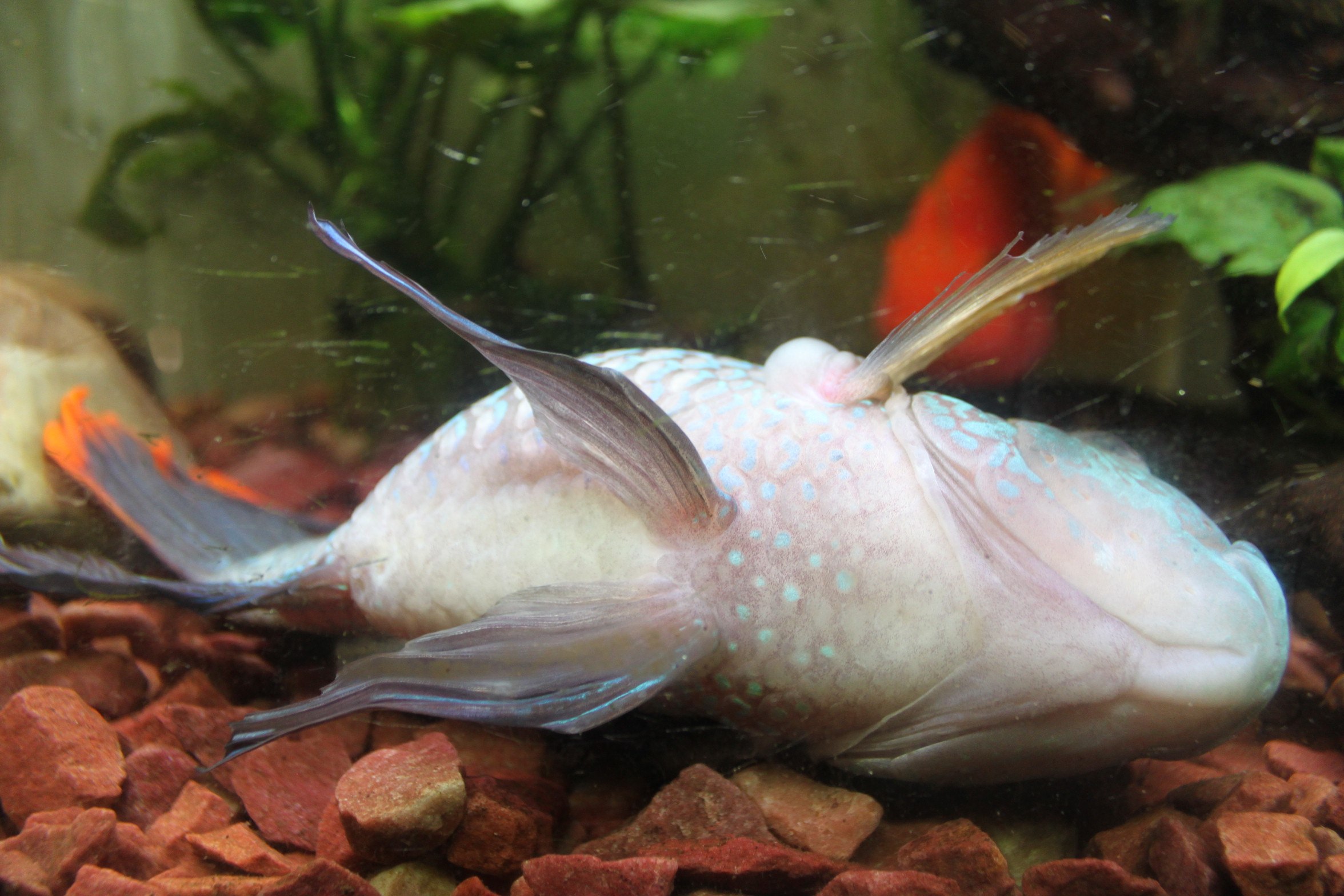 Рыбка заболела. Лабео альбинос. Сомик краснохвостый аквариумный. Сом пангасиус аквариумный. Скалярия альбинос.
