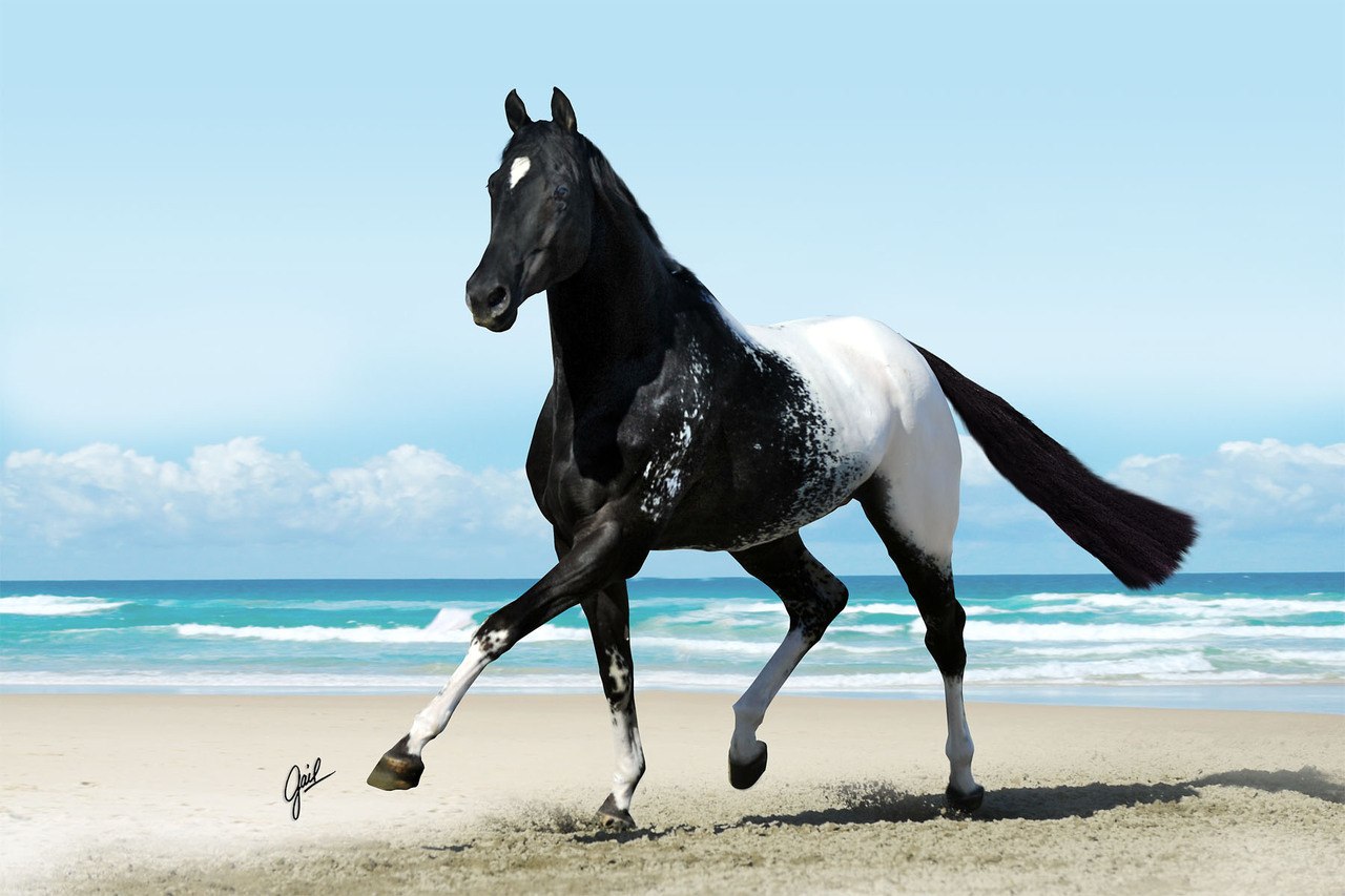 Серо черная лошадь. Аппалуза лошадь. Масти лошадей Аппалуза. Чёрная Аппалуза лошадь. Аппалуза Вороная.