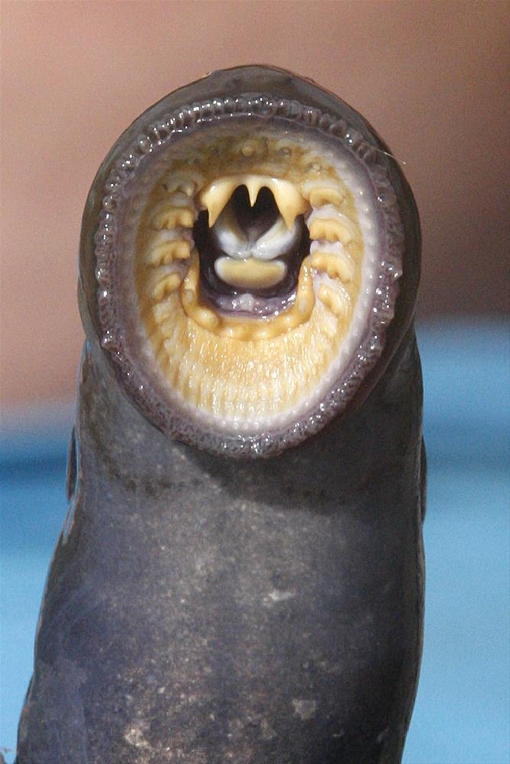 Ротовое отверстие червя. Морская минога (Petromyzon Marinus).