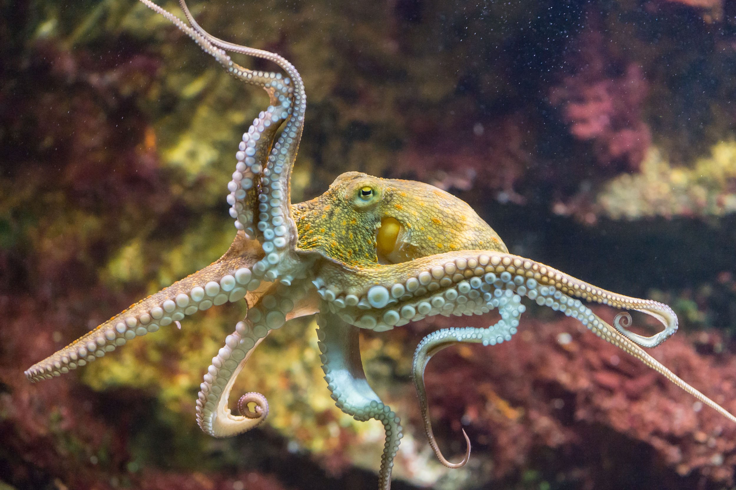 Осьминог это животное или нет. Атлантический карликовый осьминог Пигмей. Осьминог Octopus vulgaris. Синекольчатый осьминог. Синий кольчатый осьминог.