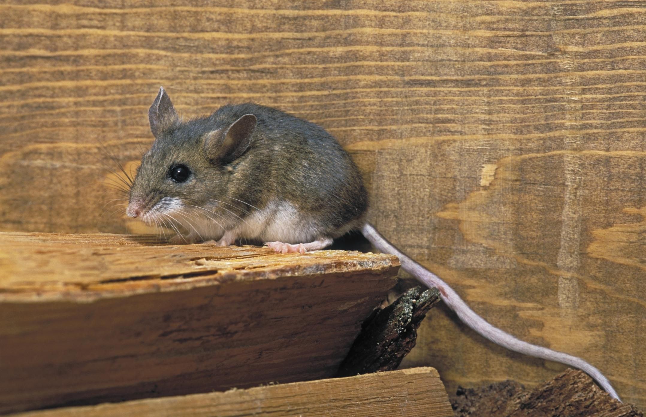 Наведи мышку. Акомис иглистая мышь. Домовая мышь. Мышка Живая. Мышь домовая серая.