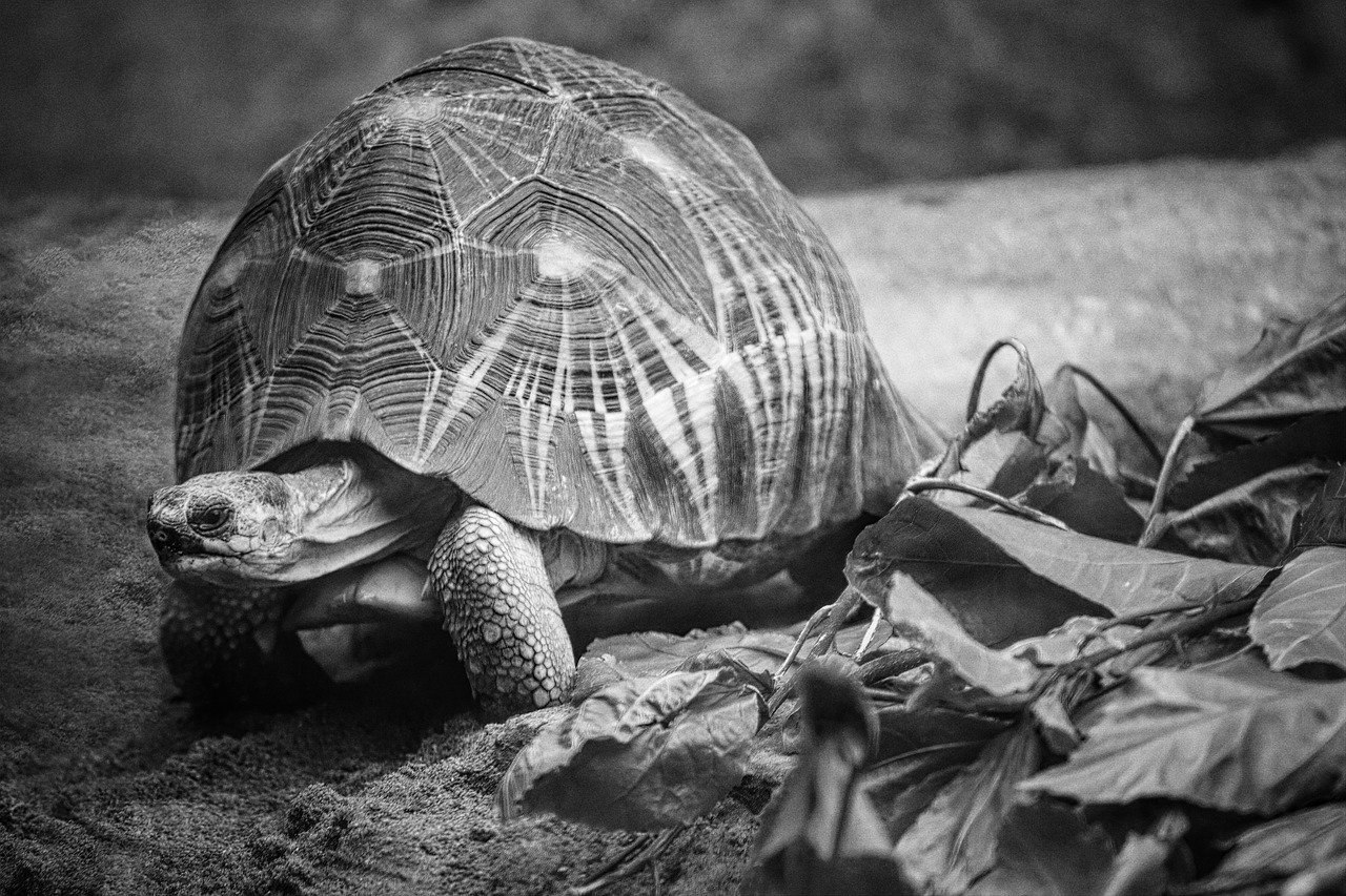 Абингдонские слоновые черепахи. Абигдонская слоновая черепаха. Абингдонская слоновая черепаха одинокий Джордж. Абингдонской слоновой черепахи. Одинокий Джордж черепаха.