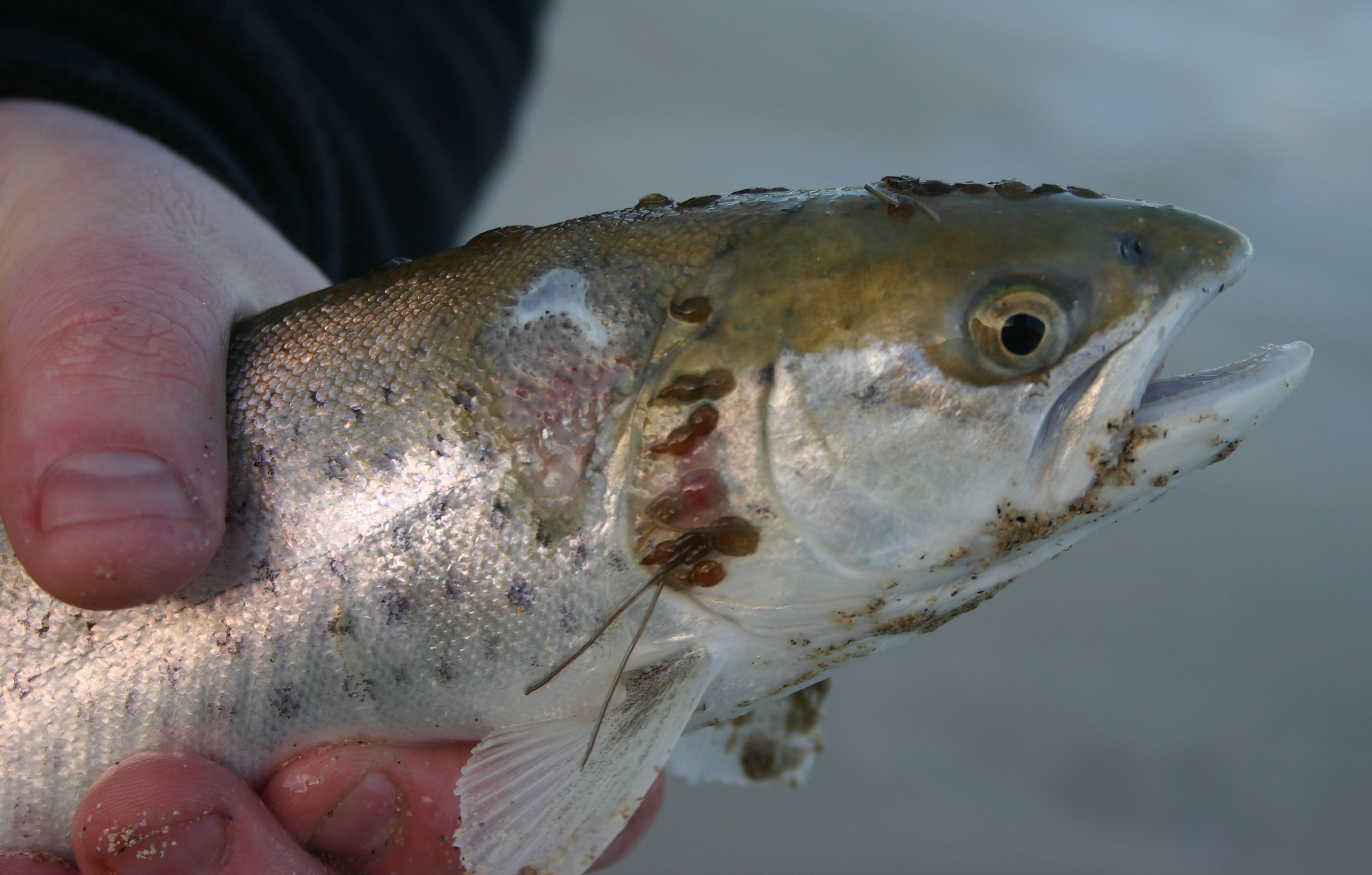Невкусная рыба. Лососевая вошь (Lepeophtheirus salmonis).