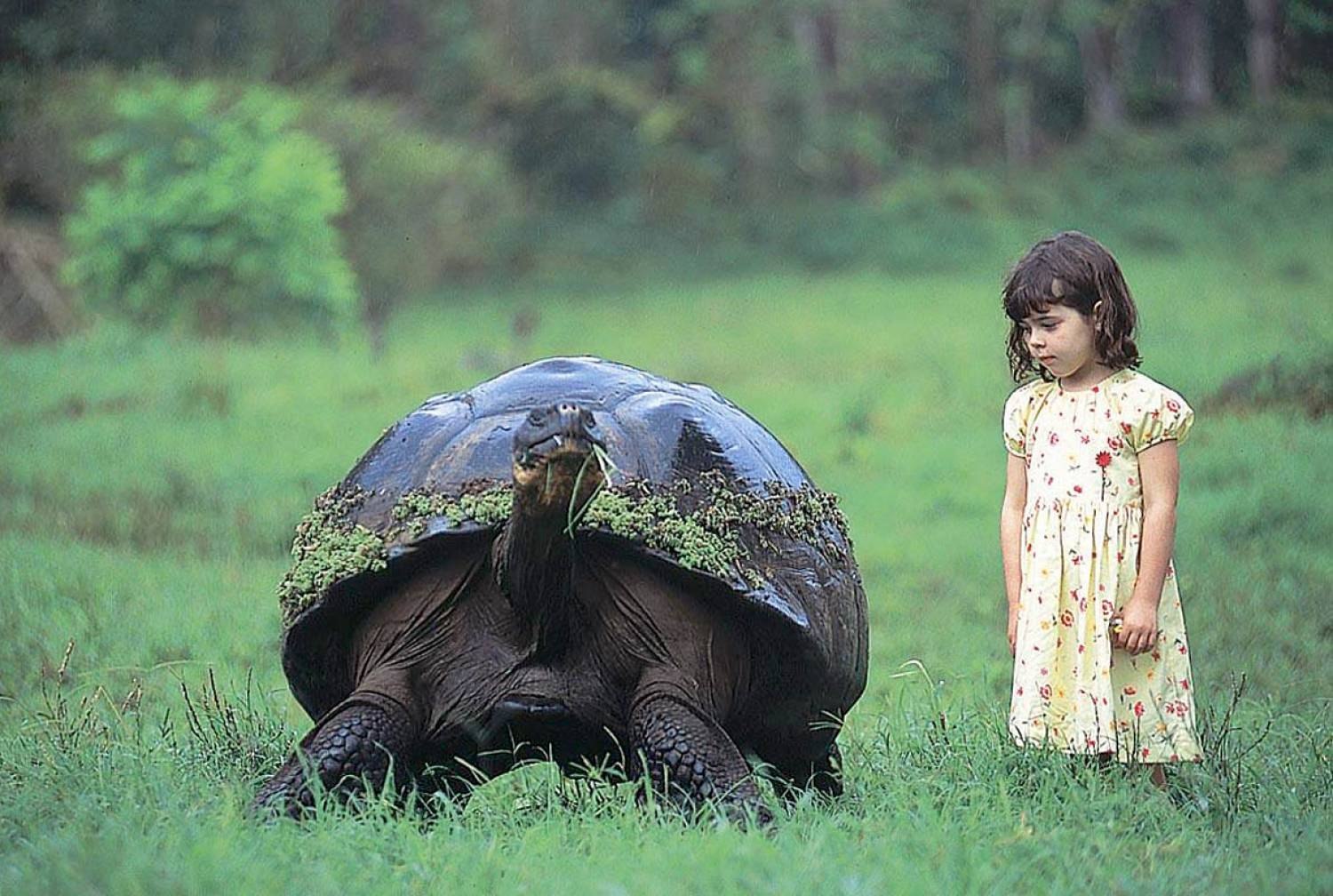 Малыш черепахи. Галапагосская слоновая черепаха. Галапагосская слоновая черепаха и человек. Галапагосские острова черепахи. Гигантская черепаха Галапагоса.