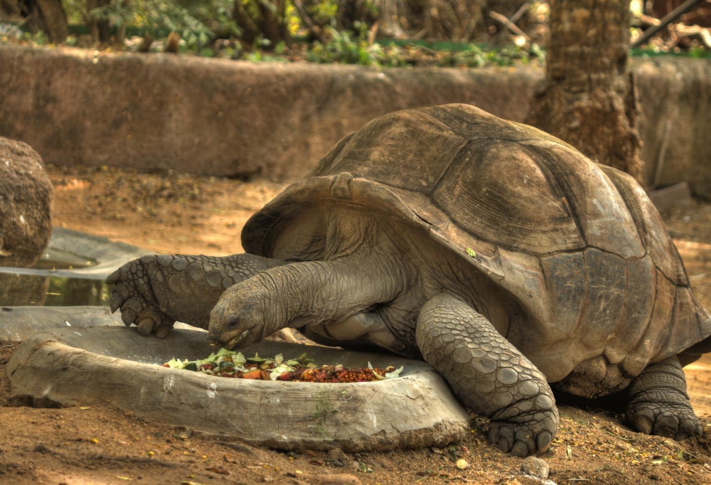Слоновая черепаха среда обитания. Галапагосская черепаха. Абингдонская слоновая черепаха. Галапагосские острова черепахи. Черепаха Гариетта.