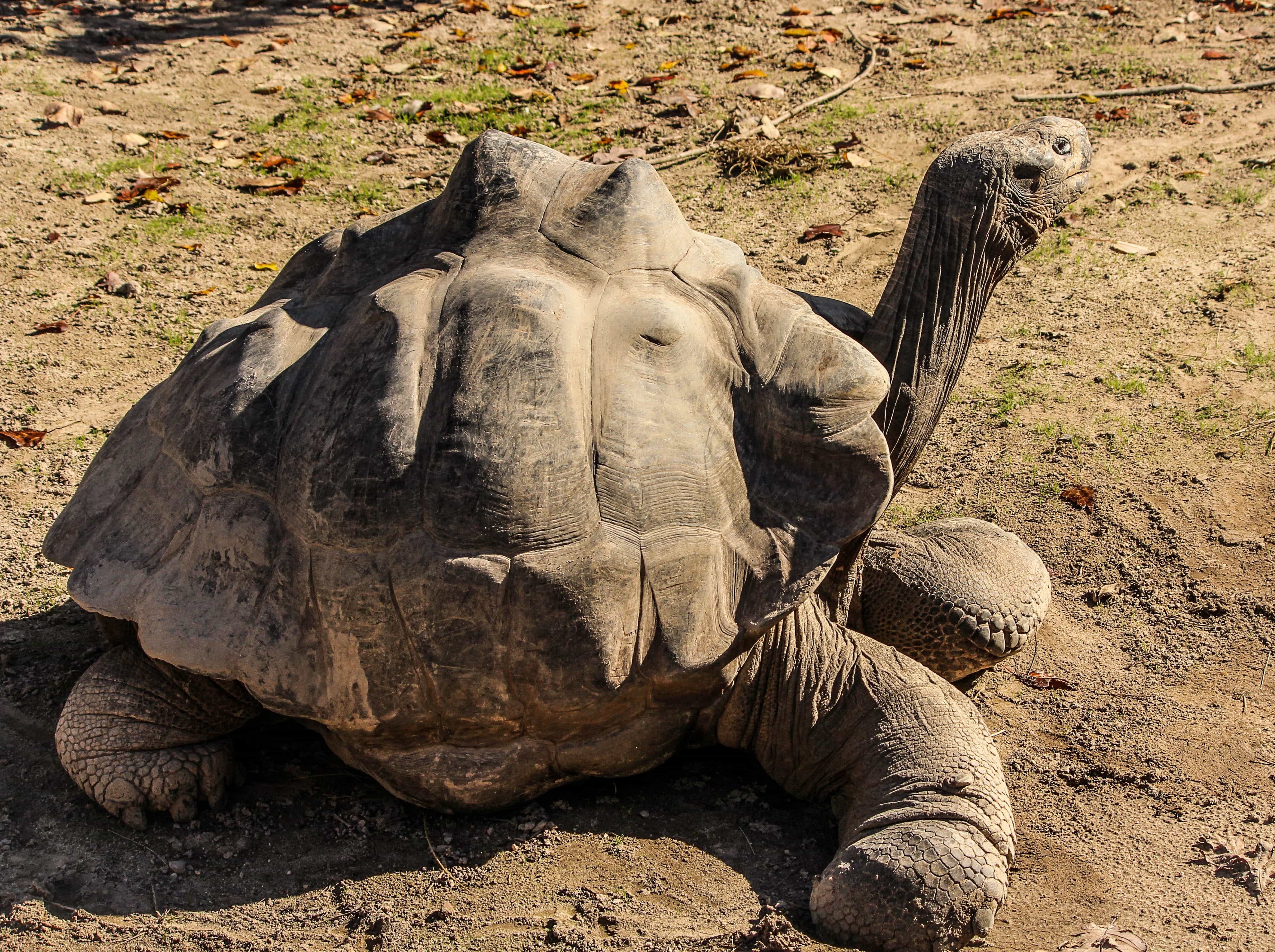 Большая галапагосская черепаха. Галапагосская черепаха. Галапагосская слоновая черепаха. Кокоджамба черепаха. Гигантская черепаха.