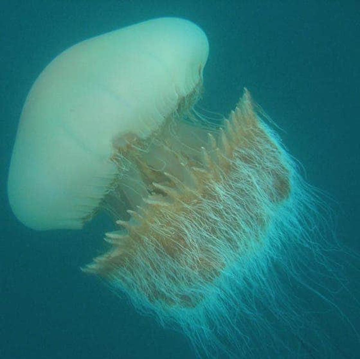 Медуза Немопилема Номура