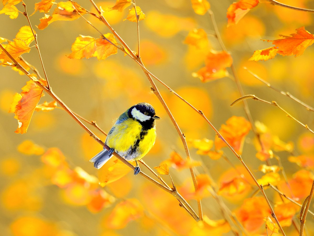 Когда улетают синицы. Синичка лазоревка осенью. Осень птицы. Птицы в листве. Птички осенью.