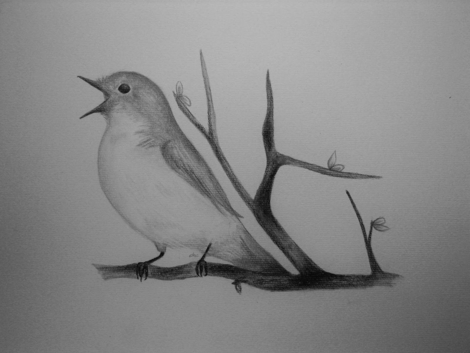 Рисунки птиц для срисовки легкие. Птица рисунок. Птичка рисунок карандашом. Наброски птиц карандашом. Рисунки птиц для срисовки.