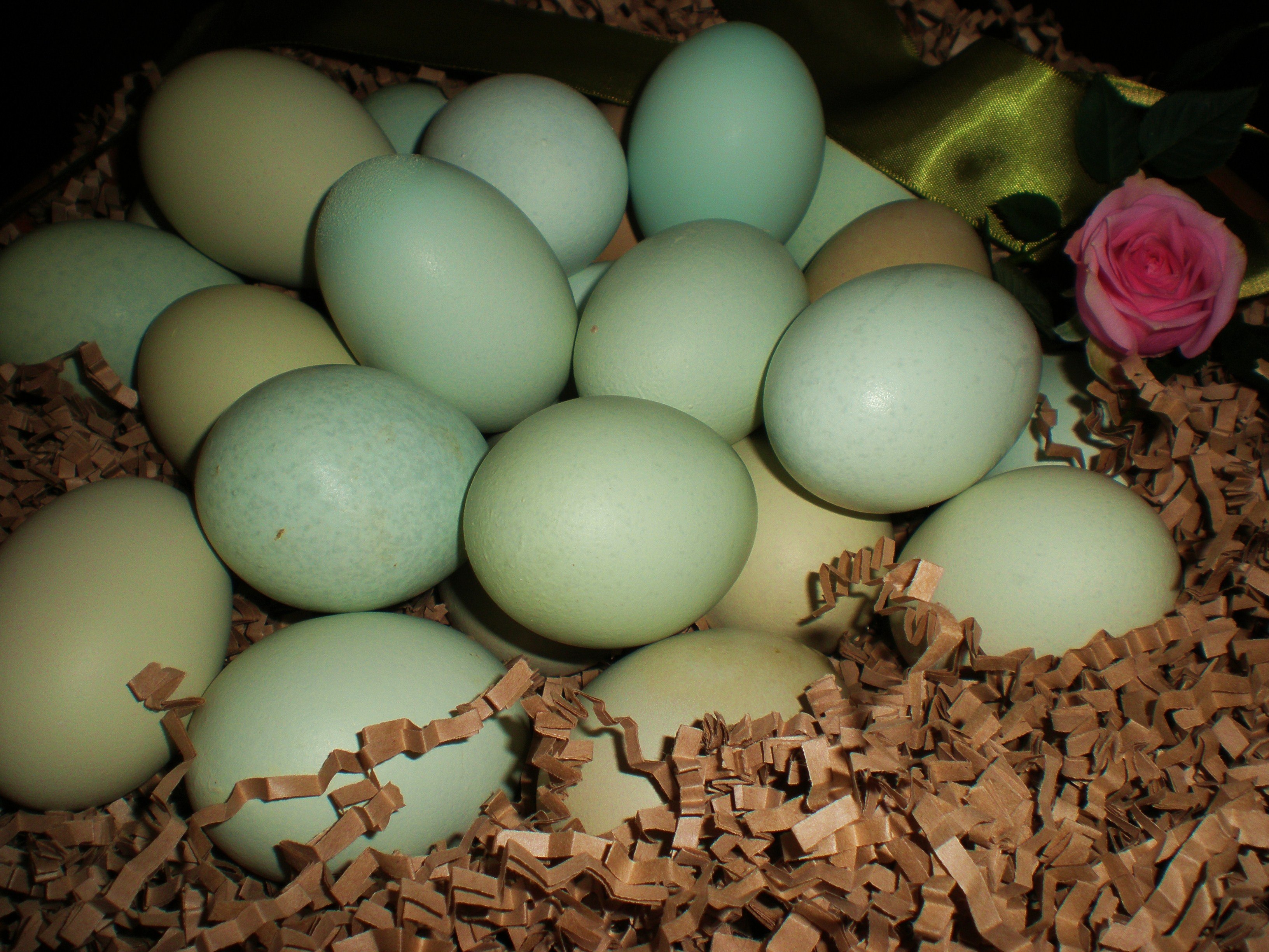 Доминант несет зеленые яйца