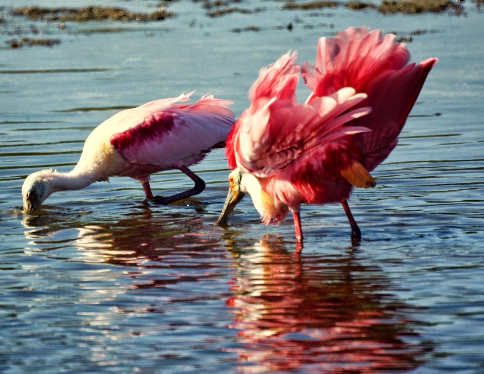 Розовая птица. Птицы розового цвета. Розовая птица похожая на Фламинго. Птица с розовыми перьями.