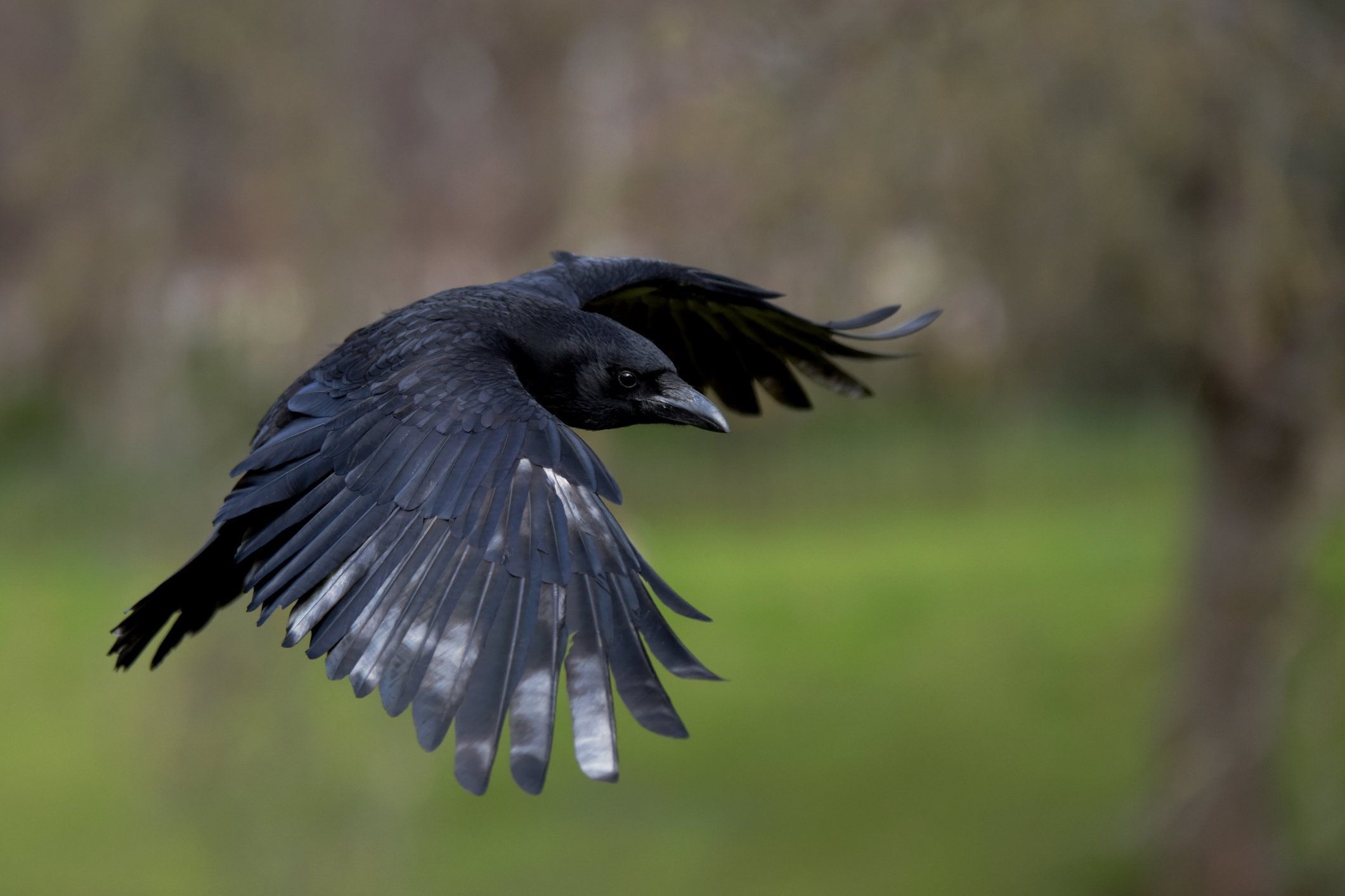 Огромные черные птицы. Ворона. Ворон. Ворон обыкновенный. Ворон с расправленными крыльями.