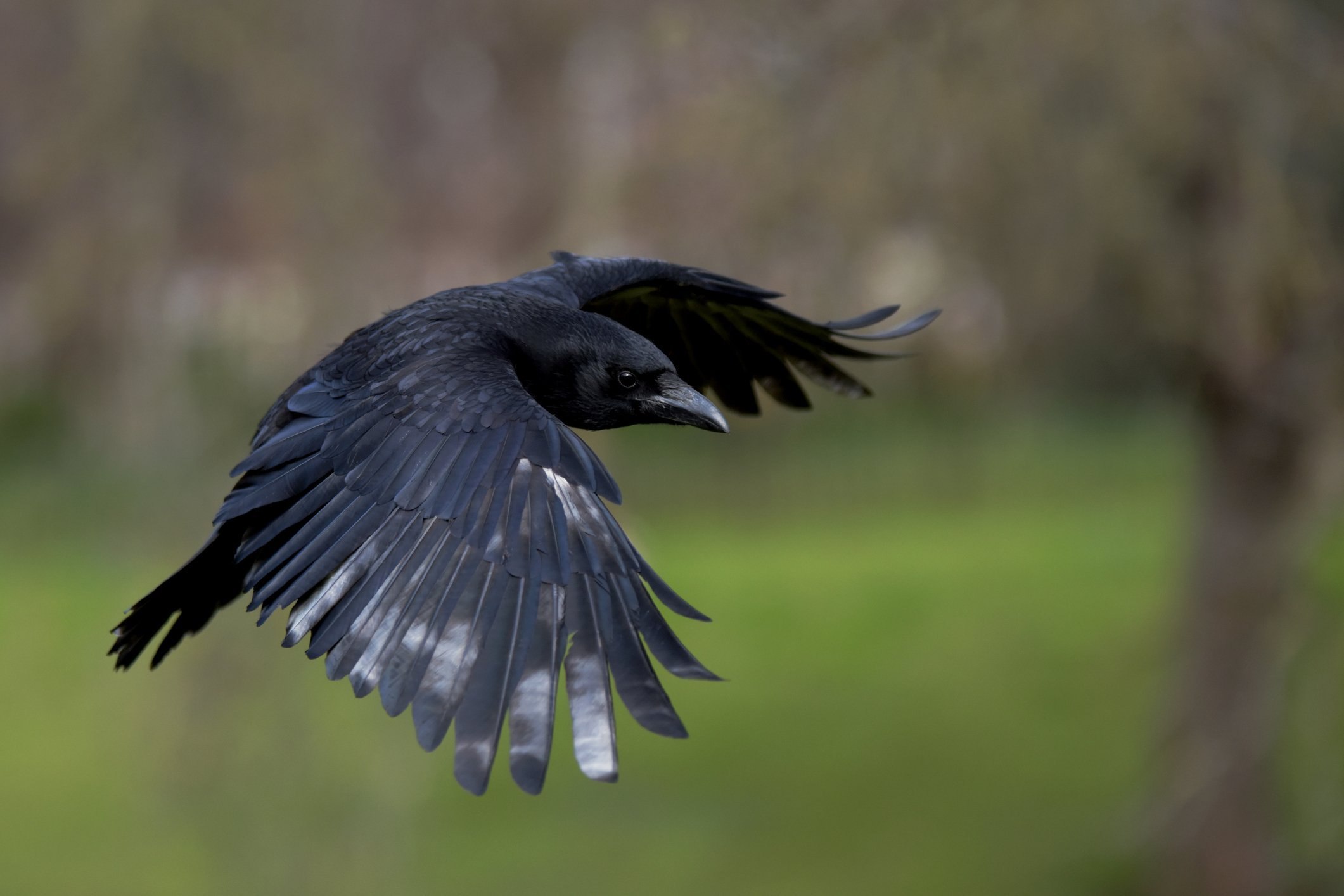 Well crow. Крыло ворона. Ворон летит. Ворона. Ворон в полете.