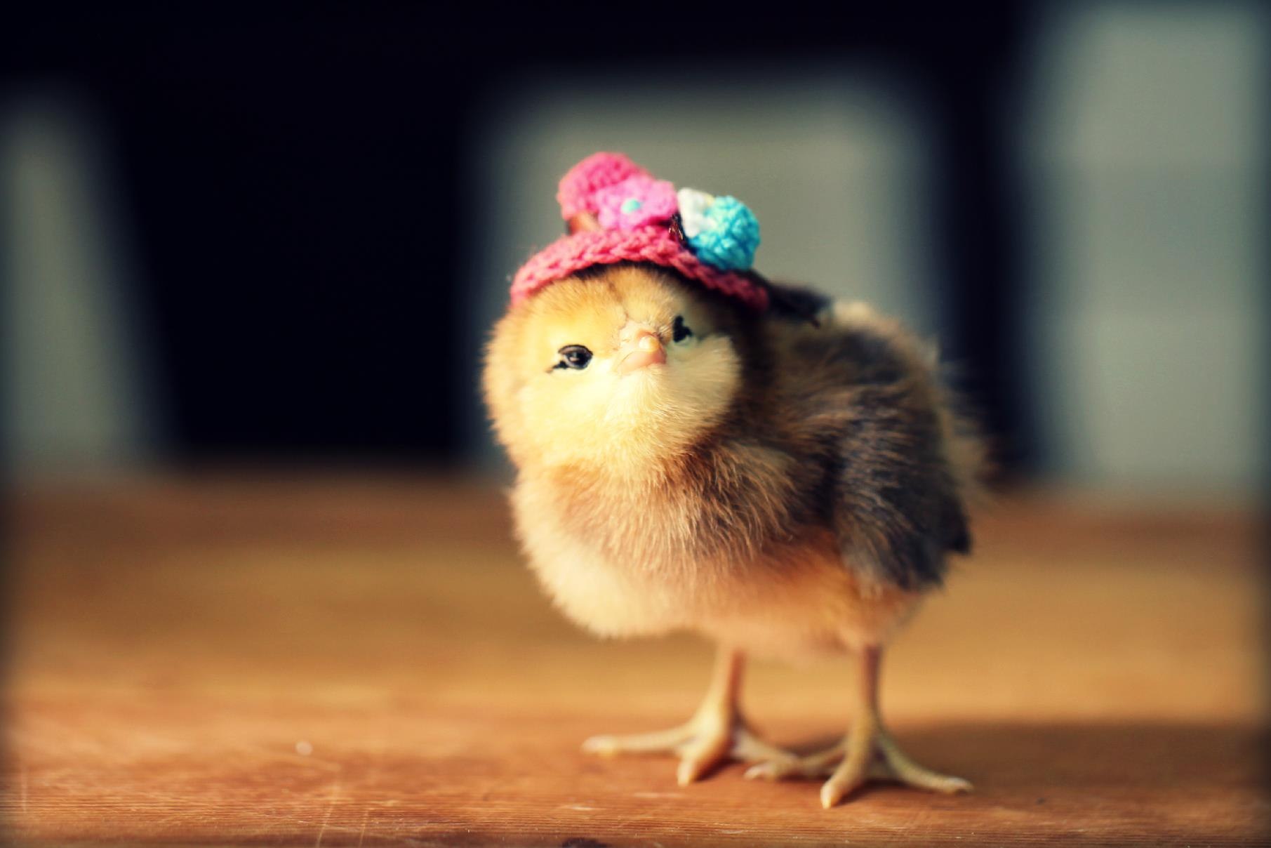 Цыпленок цыпочка. Милый цыпленок. Цыпленок в шляпке. Милые цыплята. Маленькие цыплята.