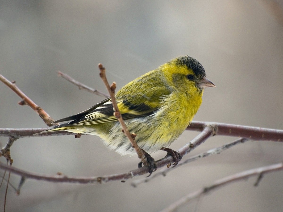 Чиж птица фото. Чиж овсянка зеленушка. Чиж птица. Чиж (Spinus Spinus (Carduelis Spinus)). Чиж подмосковный.