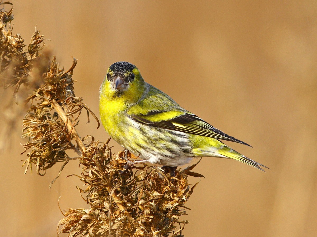 Чиж птица фото. Spinus Spinus Чиж. Чиж птица. Чиж (Spinus Spinus l.). Чиж (Spinus Spinus (Carduelis Spinus)).