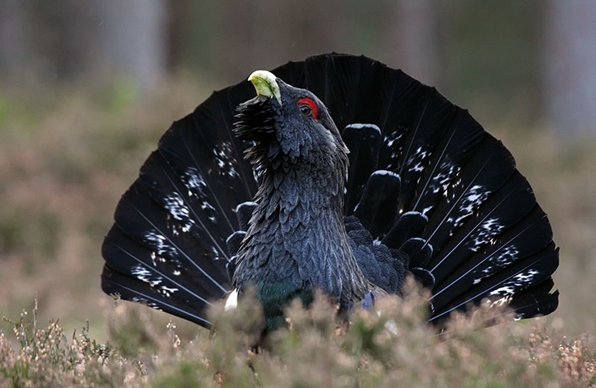 Глухарь фото птицы крупным планом. Глухарь (Tetrao urogallus). Чернобрюхий Глухарь. Обыкновенный Глухарь. Обыкновенный Глухарь Косач.