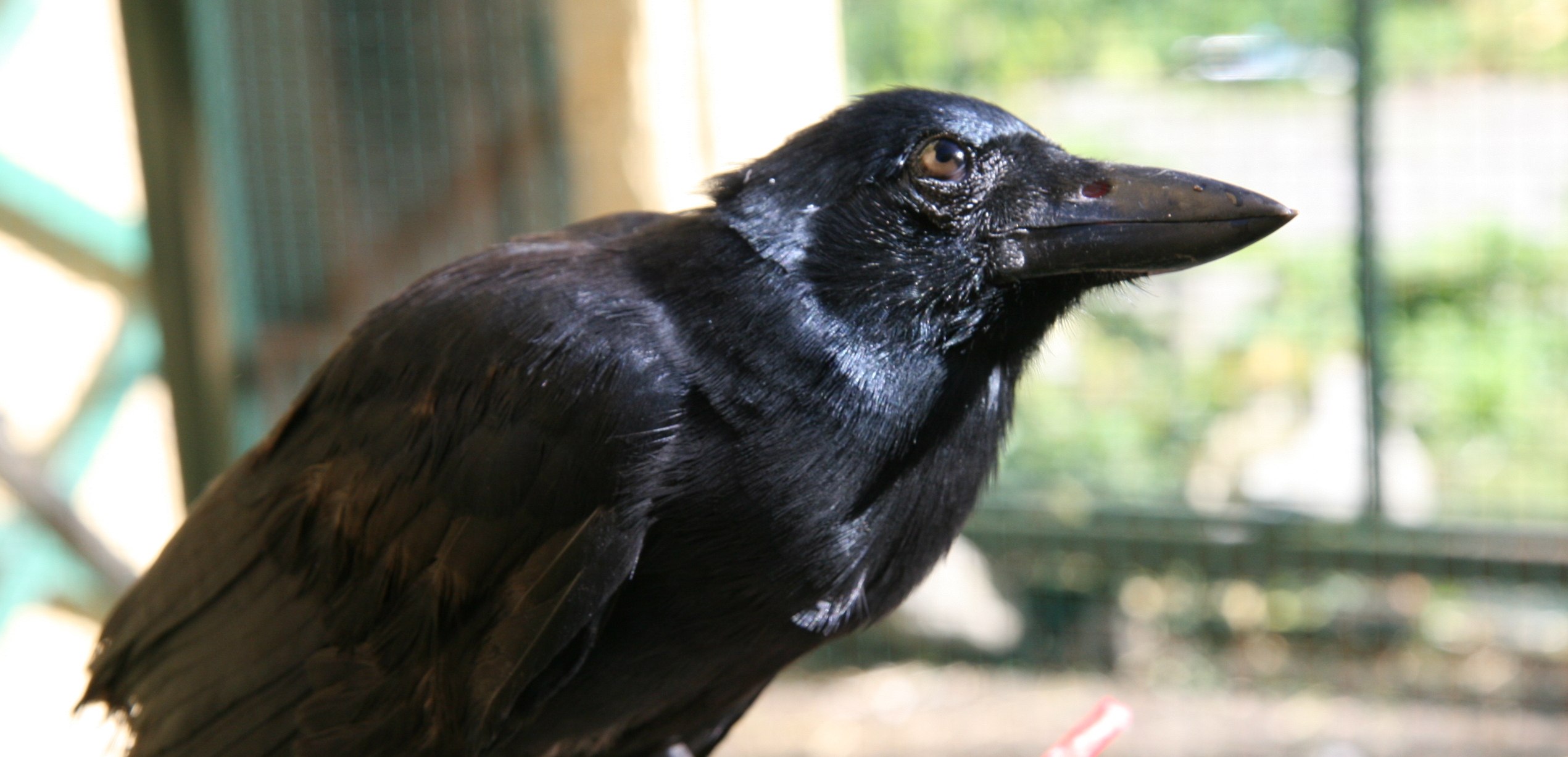 Какие звуки издают вороны. Новокаледонский ворон. Вороны Corvus moneduloides. Новокаледонский ворон умнейшая птица. Новокаледонская Галка.