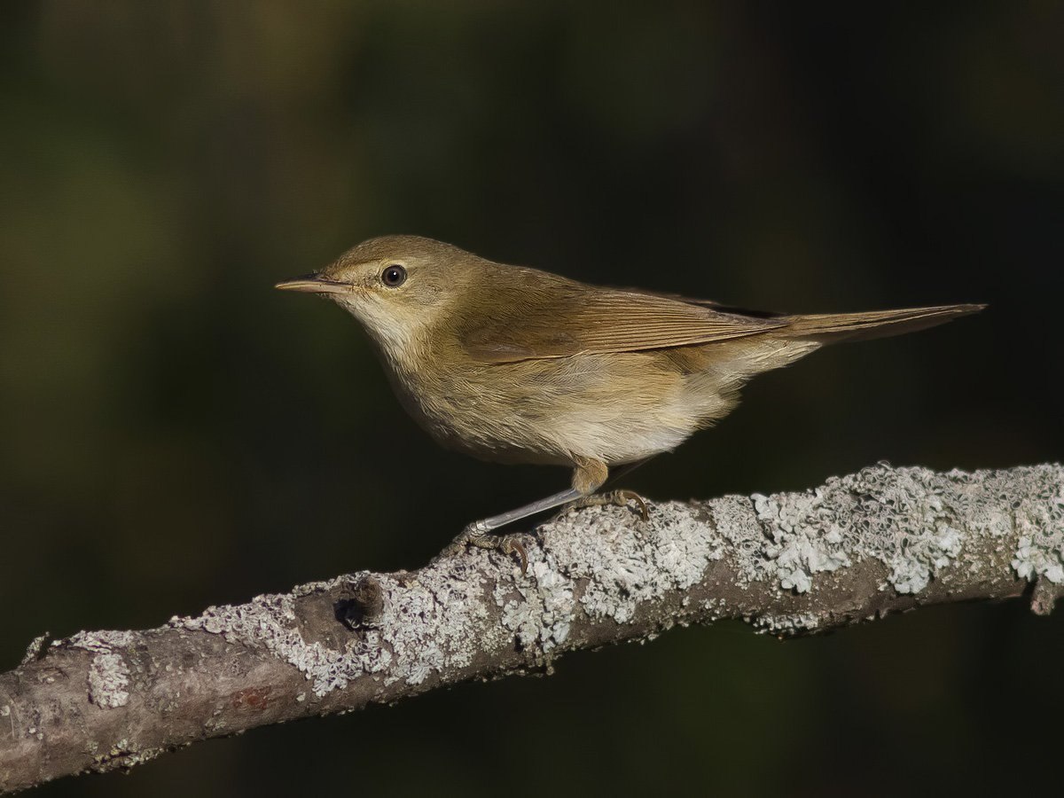 Птица Yellow Rumped Warbler