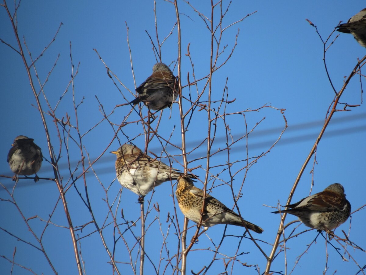 Какие птицы сейчас в москве. Стая светлогрудых Дроздов. В Москву прилетели птицы. Птицы прилетающие в феврале. Какие птицы прилетают в декабре.