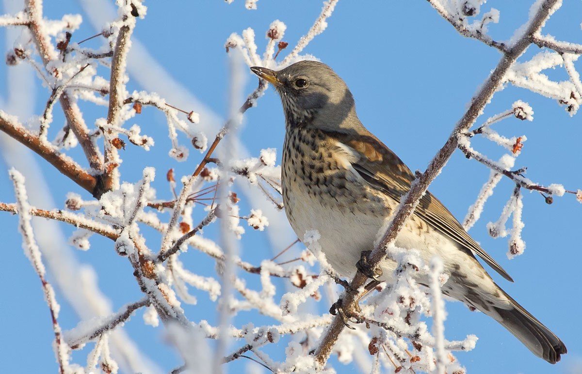Зимние птицы москвы фото с названиями