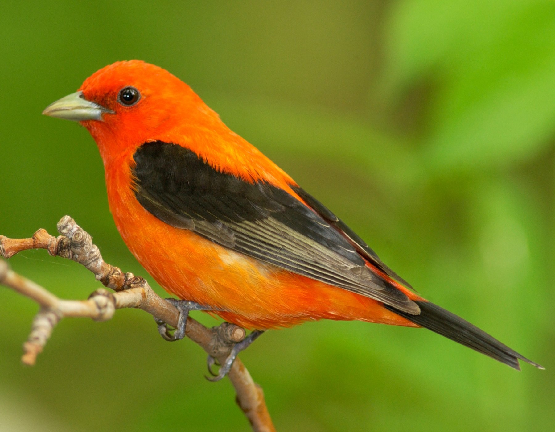 Маленькая черно оранжевая птичка