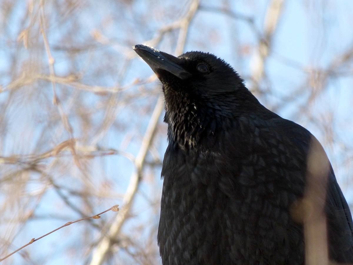 Огромные черные птицы. Ошейниковый ворон. Забайкальский ворон. Черные птицы Сибири. Северный ворон.