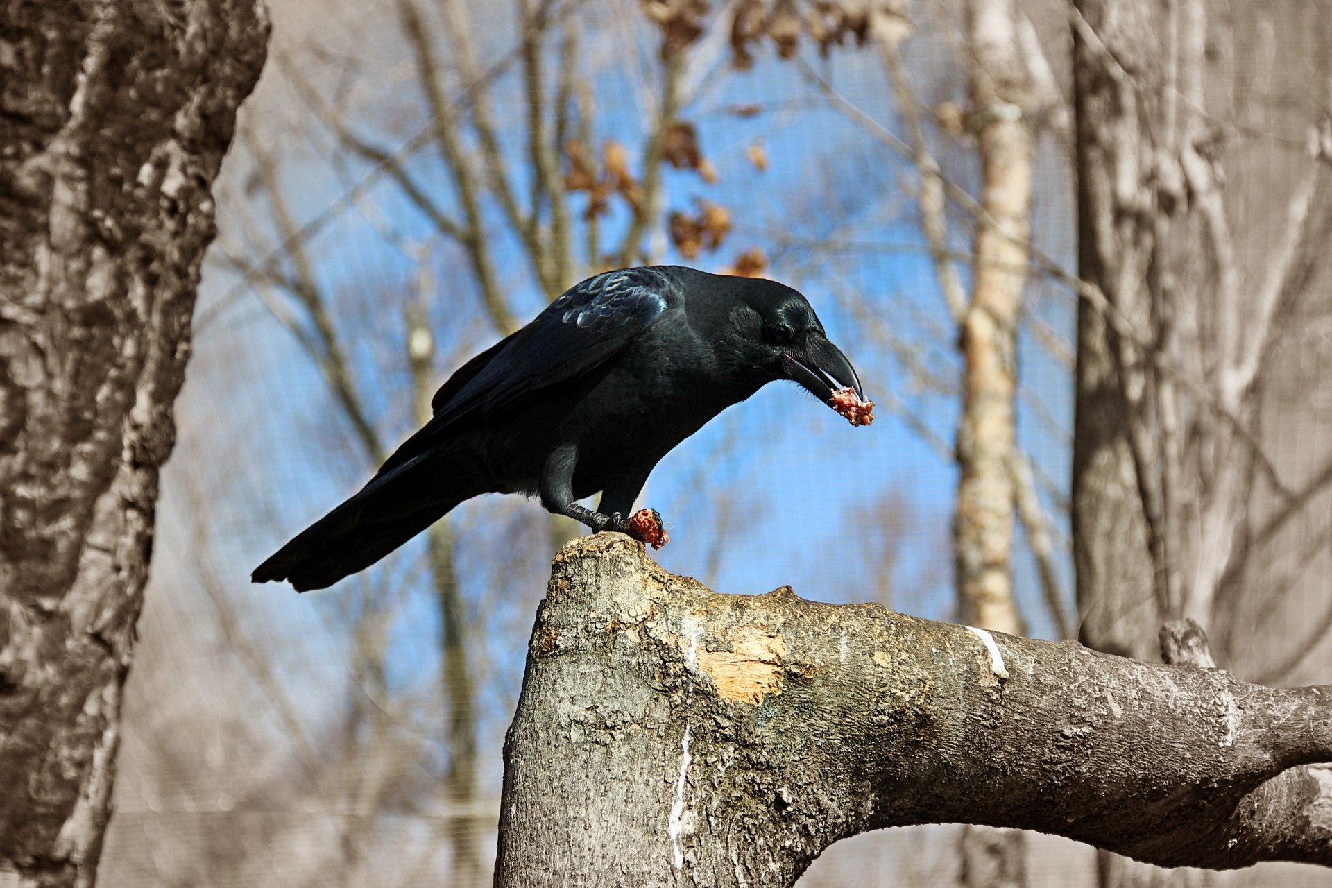 Ворона каркает на дереве. Новокаледонский ворон. Таежный ворон. Ворона на дереве. Вороны умные птицы.